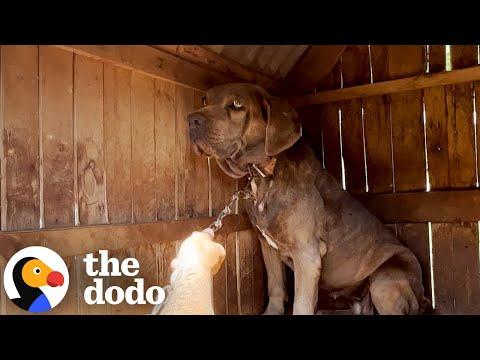 Dog Chained Up For Seven Years Gets All The Love Now #Video