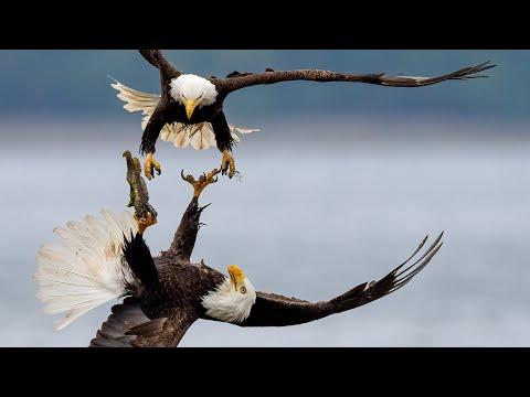 Two Eagles Locked Talons and Fell From the Sky #Video