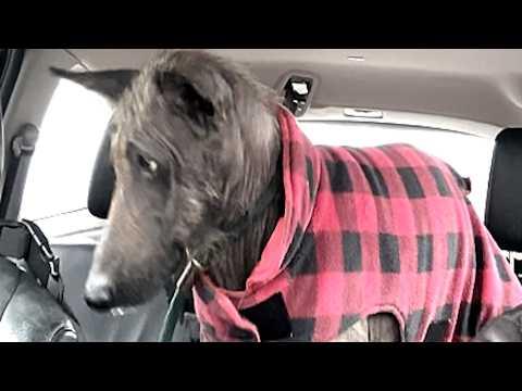 Terrified shelter dog looks nothing like this now #Video