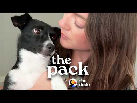 The Weird And Wonderful Reality Of Adopting A Dog #Video