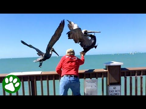 Man takes brave leap to save pelican #Video