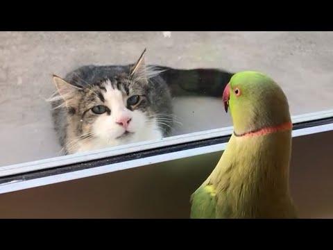 Funny Cat Is Completely Obsessed With His Little Bird #Video