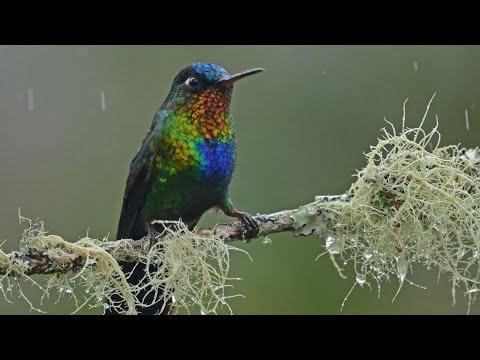 Costa Rica Birds #Video