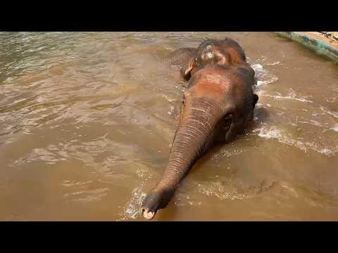 Baby Elephant Wan Mai and Mae Mai’s Playful Afternoon in the Pool - ElephantNews #Video