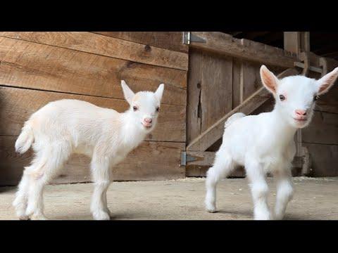 Amelia’s triplets find their hops! #Video