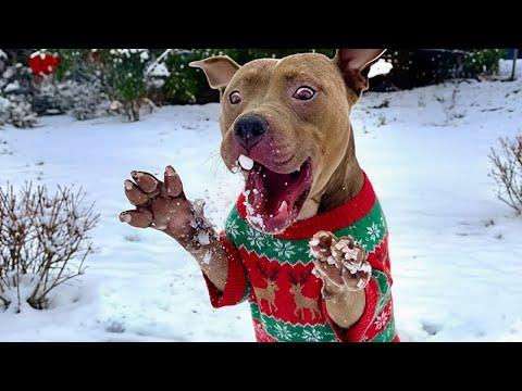 Hilarious Dogs FREAK OUT Over Their First Christmas! #Video