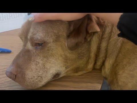 Shelter dog loved belly rubs. Then he was put on a heartbreaking list. #Video