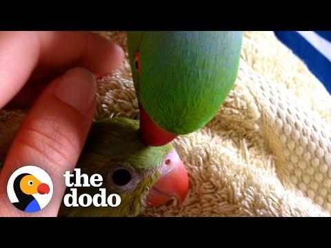 Sweet Little Parrot Gets A Baby Sister Who’s The Total Opposite #Video