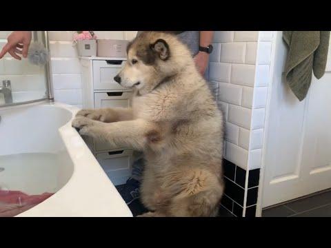 Giant Sulking Dog Hates Bath Time And Does Everything To Avoid It Video
