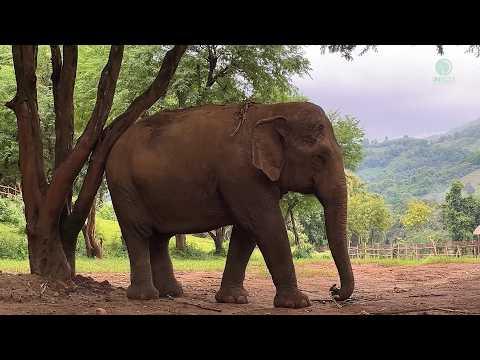 Where Every Journey Ends: The Path Home - ElephantNews #Video