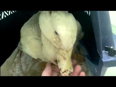 Rejected duck stops quacking #Video