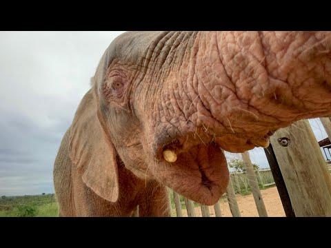 The Love Between A Pink Baby Elephant Orphan & Her Human Carer, Adine #Video