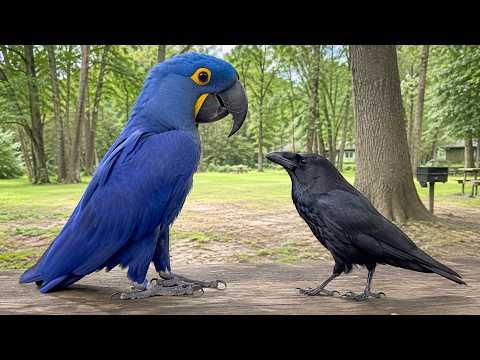 The Crow Wasn’t Expecting THIS Giant Parrot! #Video