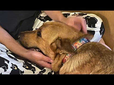 Dog's emotional response to puppies after losing her own #video