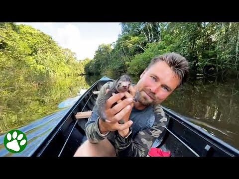 Tiny baby sloth rescued from river #Video