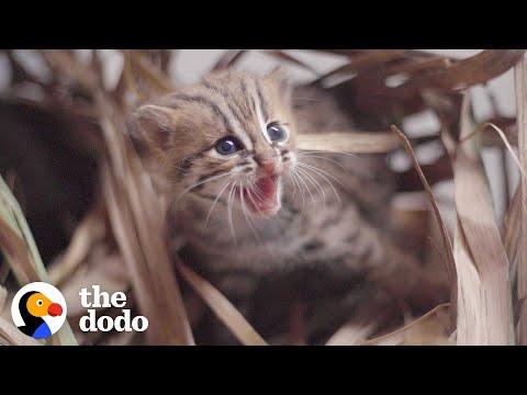 This Perfect Creature Is The World's Smallest Wild Kitten #Video