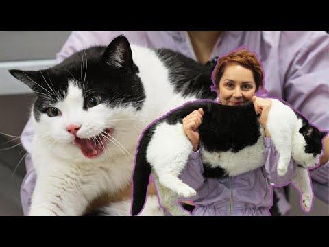 OH lawd have mercy - | Now that's a CAT #Video