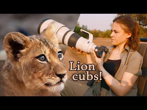 Dream Safari - Adorable LION CUBS | Play-fighting & Drink Milk from Mom! #Video