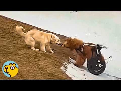 This Dog is About to Meet a New Puppy in the Family #Video