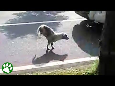 Dog walking down busy street on his two front legs #Video