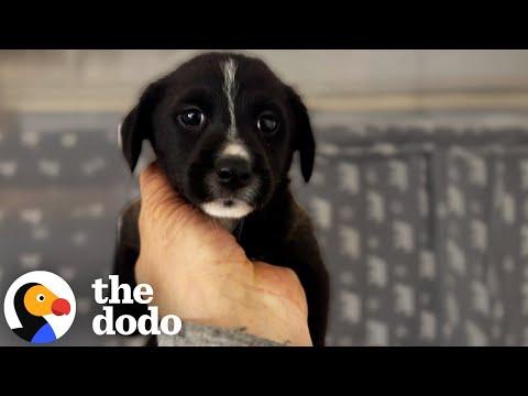 Puppy Who Was Thrown Over A Fence Loves Everyone She Meets #Video