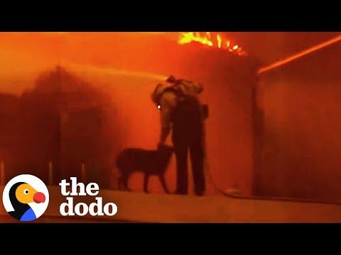 Dog Lost In The LA Fires Brings Community Together #video