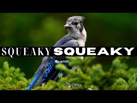 Baby Blue Jay learning how to Blue Jay #Video