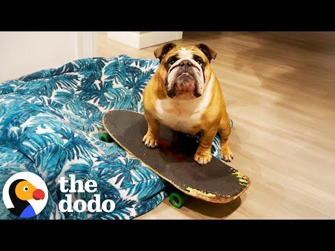 Bulldog Refuses to Sleep Without His Skateboard #Video