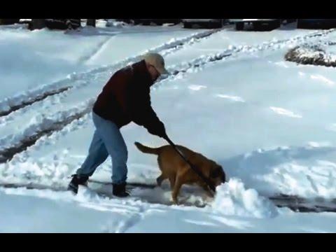 Dogs 'Helping' Their Owners To Shovel Snow Compilation
