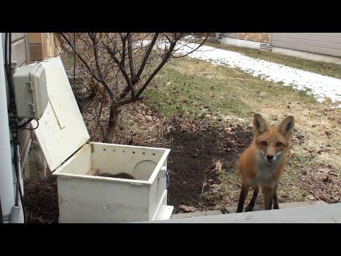 Mother Fox Returns For Her Babies | Never Seen Before Footage!! #Video