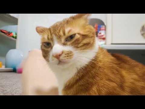 Orange Cats Are Crazier Than You Thought #Video