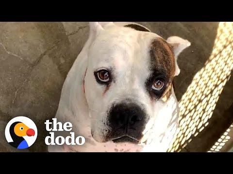 Dog Dumped At The Shelter Discovers The Great Outdoors  #Video