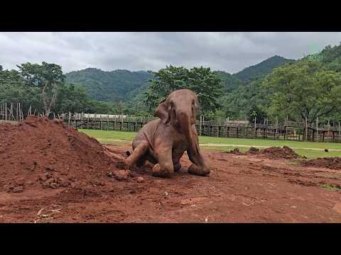 Elephant Sai Fon’s Muddy Paradise After the Rain - ElephantNews #Video