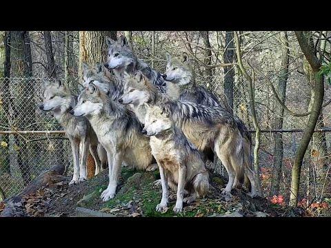 7 Wonderful Wolves Strike a Perfect Pose #Video