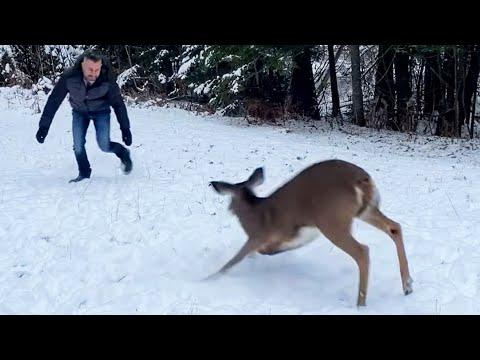 This Forest Fawn Shows Up at My Door Every Day — And Only Trusts Me #Video