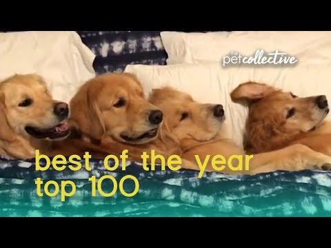 Best Pets of the Year in 2019 (Top 100) | The Pet Collective