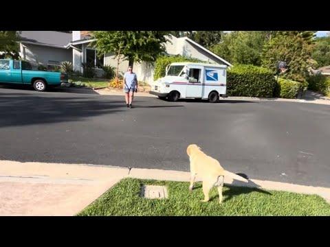Dog patiently waits for friend every day #Video