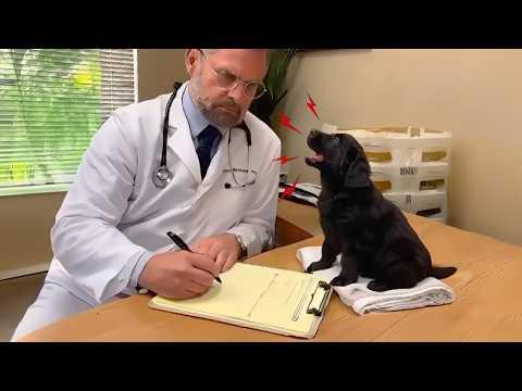Adorable Dogs Think The Vet Needs The Check up #Video