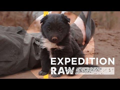 Explorers Save Abandoned Puppy