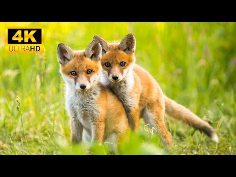 Baby Animals 4K - Cute Little Wild Animals With Relaxing Music - Music is Good for the Mood #Video