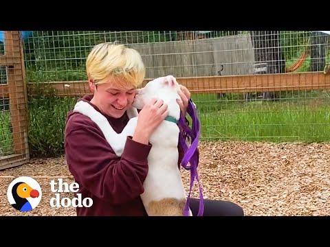 Stray Puppy Let Down By The World Just Wants To Be Held #Video
