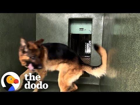 Dog Can't Stop Spinning In The Shelter Until... #Video