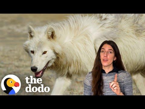 Scientists Brought Dire Wolves Back From Extinction...Sort Of #Video