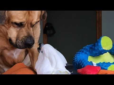 Dog teaches rescue cockatoo how to play with toys