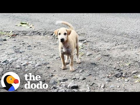 Puppy Dumped Near Busy Road Realizes She's In Luck #Video