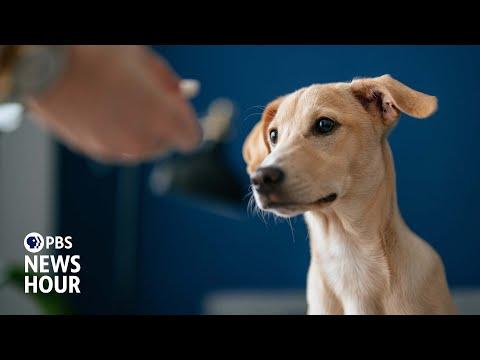 How Button Boards Are Changing Human-Canine Communication #Video