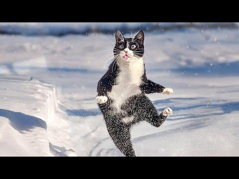 Cat's First Snow! Funny Cat Moments #Video