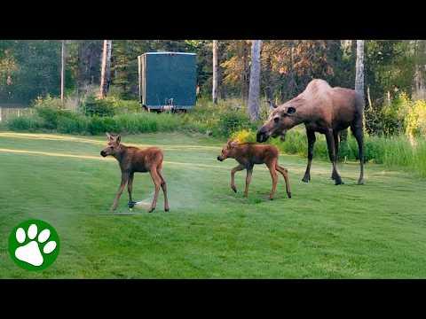 Moose Twins Have the Best Time Playing in a Sprinkler #Video