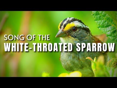 The White-throated Sparrow Song #Video