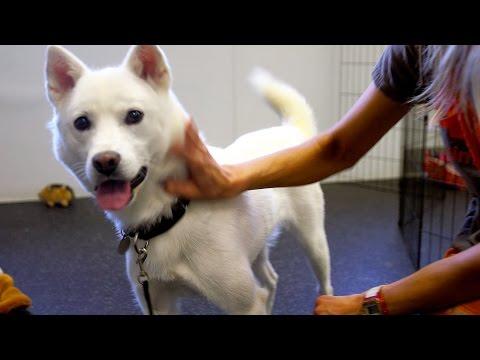 Inside A Dog Rehab Center